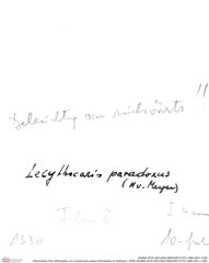 Historisches Foto (Rückseite) von Lecythocaris obesa (Schweitzer & Feldmann, 2009) (NHMW-AFW-GEO-BACHMAYER-FOTO-1990-0041-1330)